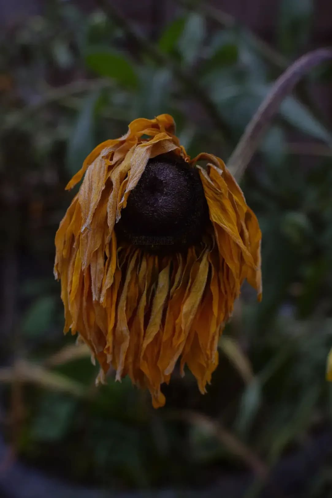 季節の花壇づくり